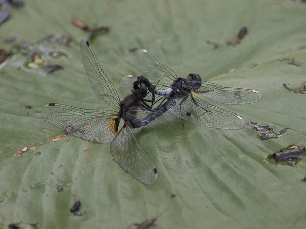 <h3>Leucorrhinia caudalis /  / Sierlijke witsnuitlibel</h3>